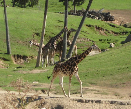 safarigiraffes