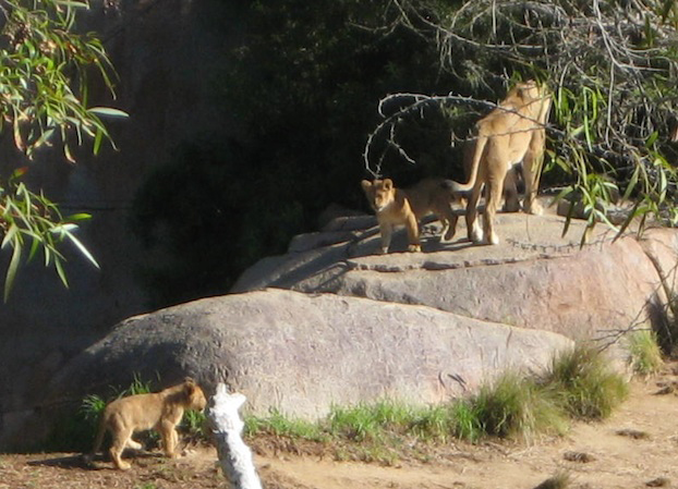 safarilioncubs